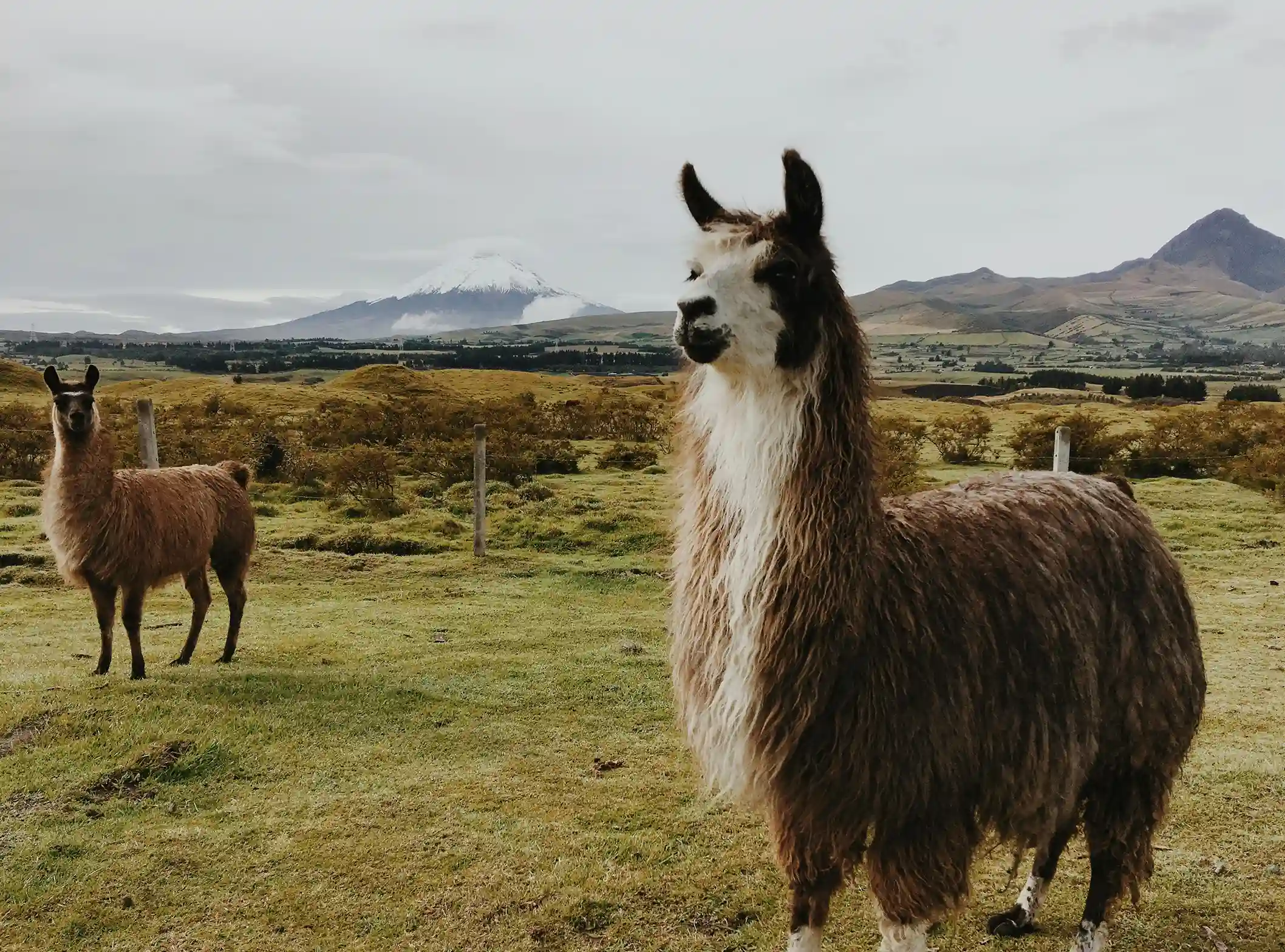 Fauna des Vulkans Chimborazo, Ecuador