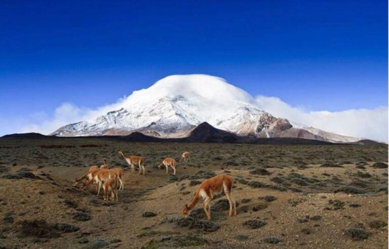 vicuñas en el pie del volcan chimborazo ecuador