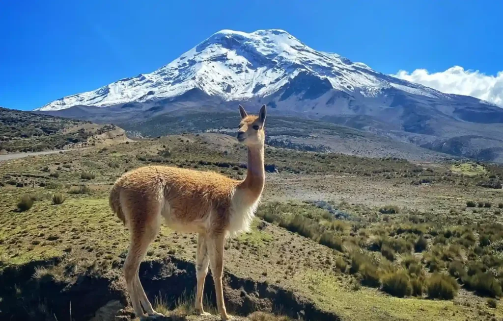 Vicuñas en el páramo del Chimborazo, área protegida de Ecuador